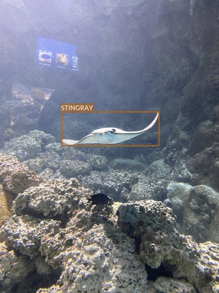 stingray9